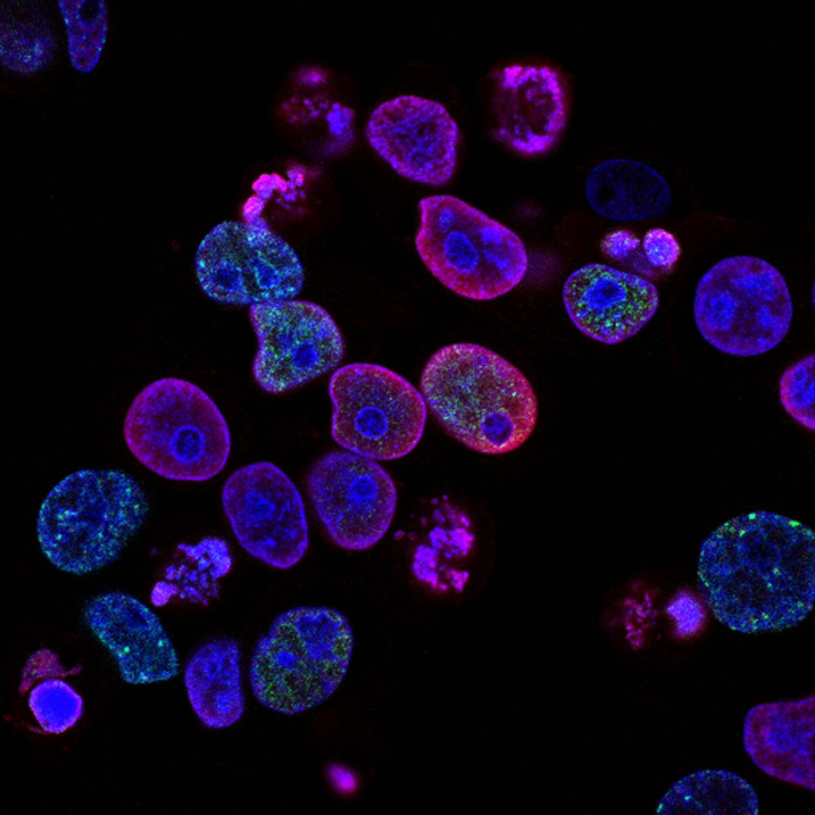Células observadas en laboratorio